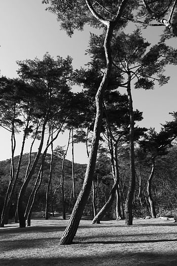 fotografie ve stupních šedi, stromy, les, Monochromatický obrázek, vysoké stromy, klidný les, Černý a bílý, fotografování přírody, venkovní scénu, krajinářské fotografie, kmeny stromů
