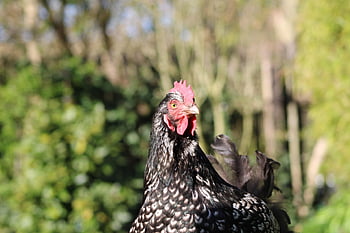chicken, hen, poultry, animal, farm Animal, outdoors, free Range, agriculture, nature, bird, comb