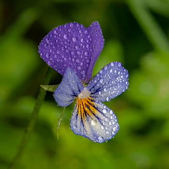 fialový květ, detailní fotografie, viola květina, kapky rosy, zářivé barvy, Přírodní krásy, Podrobný detail, fialové okvětní lístky, květinové fotografie, fotografování přírody, Okvětní lístky pokryté rosem