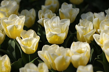květiny, květinové tapety, tulipány, poupata, Kvetoucí květiny, květinové pozadí, flóra, Příroda, jaro, žárovky květiny, jarní bloomer