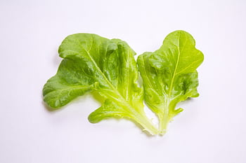 red Oak Leaf Lettuce, green, portrait, study, arrangement, oak, lettuce, nature, leaf, salad, vitamins