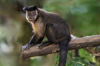 crested Capuchin Monkey, animal, wildlife, primate, monkey Of The New World, ape, nature, mammal, zoo, zoo Salzburg
