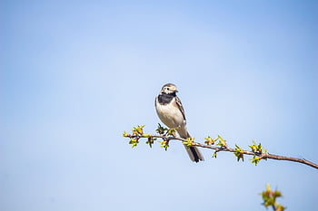 vipstjert, fugl, afdeling, perched, dyr, dyreliv, sangfugl, lille fugl, fjer, fjerdragt, fauna