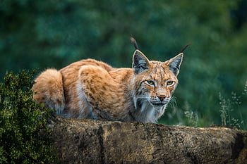 lynx, animal, zoo, portrait, wildcat, predator, bobcat, hunter, mammal, carnivore, wildlife