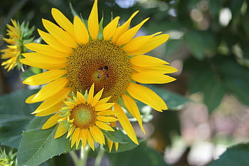 sunflower, blooming, flower, petals, hương Dương, khoe Sắc, hoa Mặt Trời