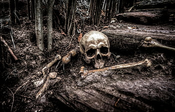 skull, bones, forest roots, haunting image, mystery, intrigue, outdoor scene, nature, decay, eerie, woodland
