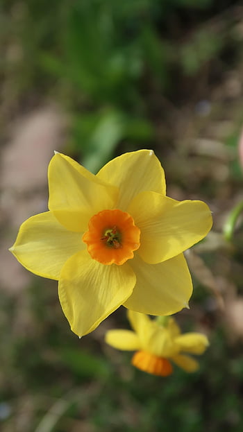 narcis, květ, rostlina, květinové tapety, krásné květiny, Příroda, květinové pozadí, narcissus pseudonarcissus