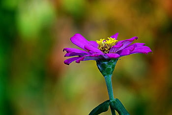 zinnia, fleur, belles fleurs, plante, Zinnia elegans, pétales, Floraison, flore, la nature, papier peint à fleurs, fond de fleur