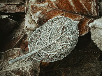 frosne tørkede blader, Frost-dekkede blader, Vinterinnstilling, nærbilde foto, intrikate detaljer, frostige blader, tørket blader, vinterløvverk, frostmønstre, blad tekstur, nærbilde natur