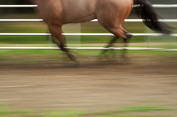 animale da cavallo che corre, azione, sfocatura, razza, equestre, galoppo, mammifero, cavalla, movimento, natura, all'aperto