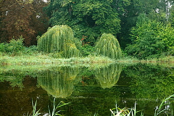 forest, lake, nature, reflection, landscape, trees, scenic, quiet, weeping Willow, germany