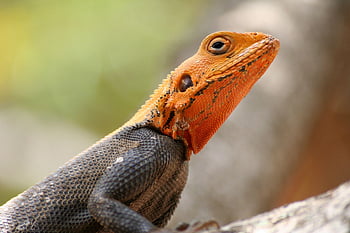 Eidechse, Reptil, Waage, schuppig, wild, wildes Tier, Wildnis, Tierwelt, Tier, Tierfotografie, Fauna