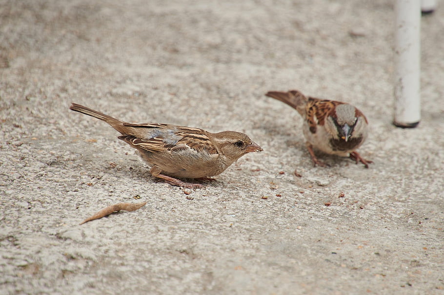 bird, sparrow, ornithology, fauna, species, animal, avian