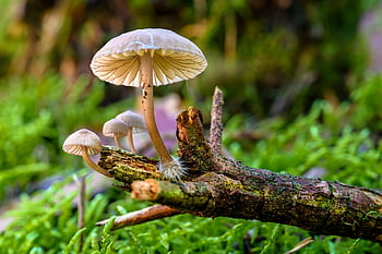houby, helmling, věda o houbách, větev, les, biotop, růst, Příroda, mech, makro, zaměření stohování