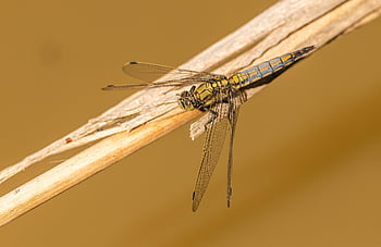 skimmer cu coada neagră, glisor, libelulă, insectă, orthetrum cancellatum, animal, frumos, a zbura, natură, animale sălbatice, damselfly
