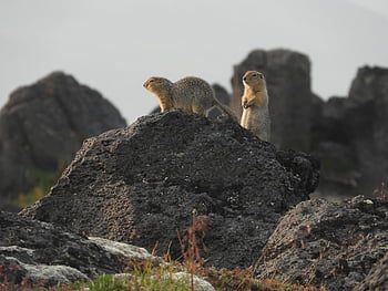 gopher, rodent, hamster, animal, ground, highlands, grass, nature, rocks