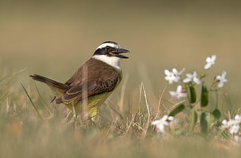 kiskadee, bird, animal, beak, flower Background, plumage, beautiful Flowers, bienteveo, pitangus Sulphuratus, wild Bird, flowers