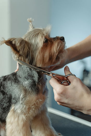 Yorkshire Terrier, dog grooming, pet care, scissors, close-up, meticulous care, dog trim, groomer, pet maintenance, dog hair, pet styling