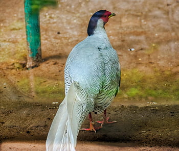 white Parrot, bird, parrot, white