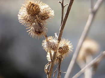 burdock, plants, nature, prickly, flora, dry, barb, bush, bloom