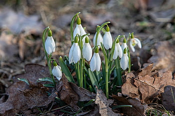 snowdrops, galanthus Nivalis, flowers, garden, nature, wildflowers, seasonal, spring, winter Blooms, natureperfection, floralmagic