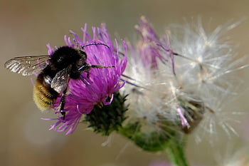 blomst, tistel, Bie, blomst bakgrunn, insekt, blomst tapet, pollinering, vakre blomster, natur, humle, Wildflower