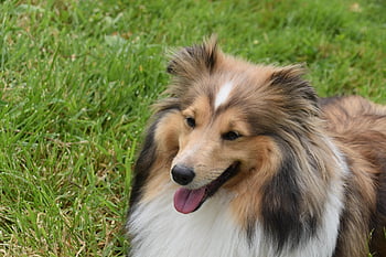 dog, bitch Shetland Sheepdog, color Fawn, nature, animal, pet, doggie, canine Dog Nayana, canine, black Truffle, dog Eye Colour Hazel