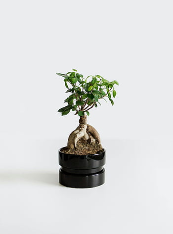 bonsai strom, černý hrnec, Minimalistická fotografie, Malý bonsai, Elegantní černý hrnec, bílé pozadí, vnitřní zařízení, Bonsai v hrnci, dekorativní rostlina, Bonsai Photography, Bonsai Art