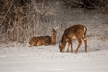 ciervo, animal, naturaleza, mamífero, fauna silvestre, al aire libre, campo, hermoso, bosque, juego, piel