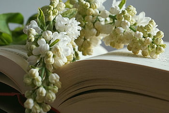 كتاب،  المرجعية بالورود،  غصن أرجواني أبيض،  بدون أبيض،  أرجواني،  كتاب مفتوح،  كتيب،  المعرفه،  نص،  جانب،  صفحات الكتاب