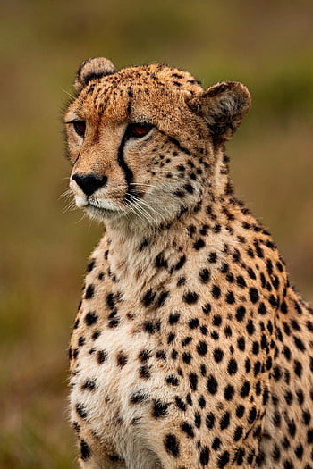 ghepardo, animale, safari, Ghepardo sudafricano, mammifero, grande gatto, animale selvaggio, natura, predatore, fauna, natura selvaggia
