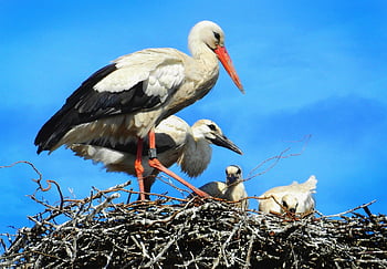 stork, wading Bird, animal, ciconia Ciconia, wing, feather, nature, plumage, beak, nest, young