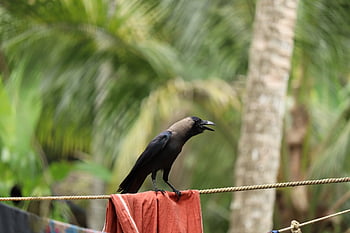 crow, raven, bird, nature, feather, outdoor, black, animal, tree, flying