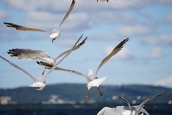 birds, gulls, flying Seagulls, sky, clouds, sea, ocean, ornithology, species, fauna, avian
