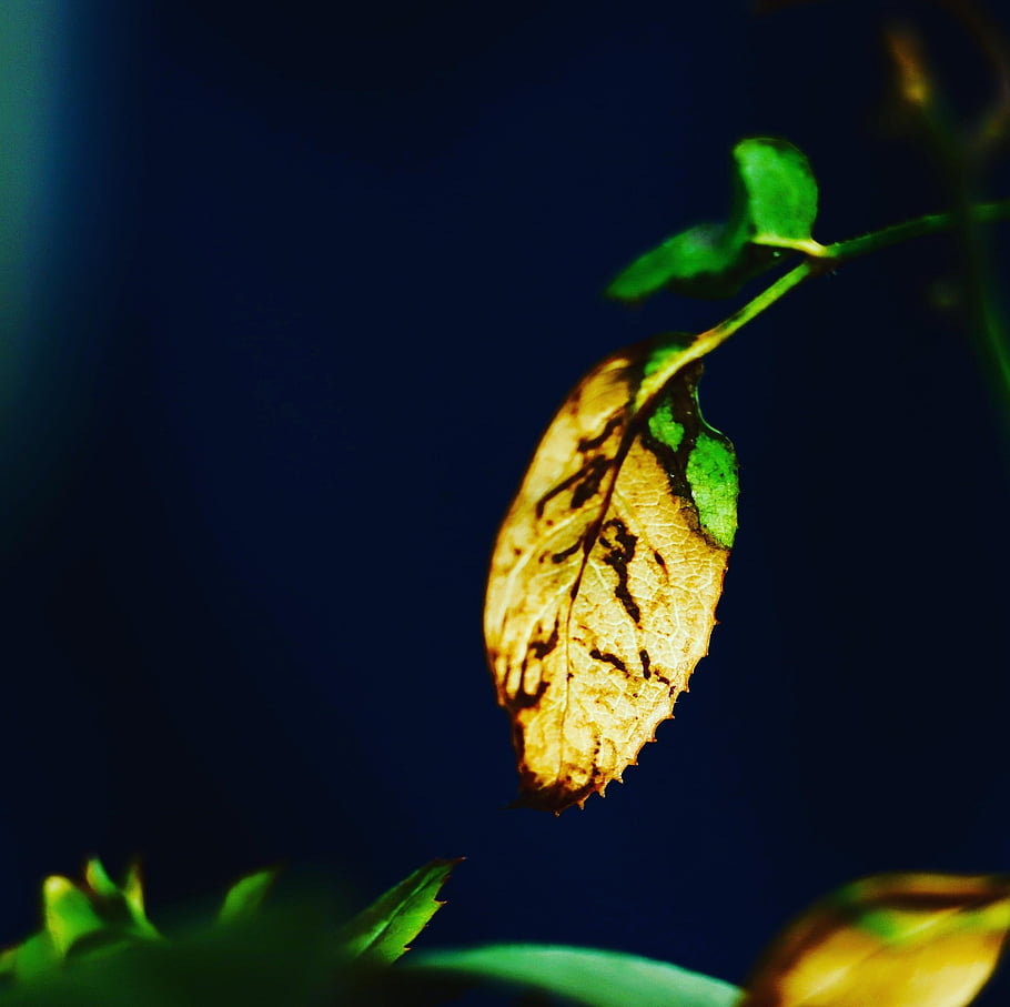 leaf, botany, plant, macro, foliage