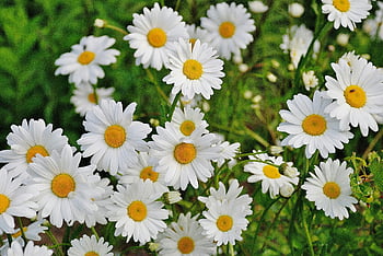 white daisy flower, daisy flowers, white flowers, yellow center, garden flowers, floral background, nature photography, outdoor flowers, blooming daisies, white petals, yellow center daisy