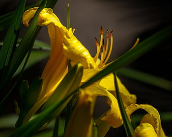 flowers, petals, grass, plant, yellow, bloom, nature
