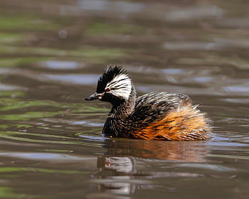 waterfowl, duck, lake, wildlife, nature, ornithology, bird Watching, animal