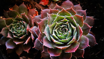 succulento, pianta in vaso, Semprevivo, Sempervivum, succoso, appuntito, serra di lamiera spessa