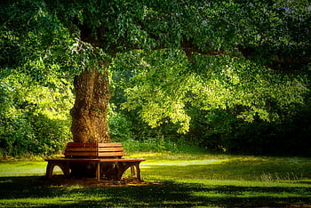 stil, bank, boom, kom tot rust, breken, loofboom, ontspanning, bank in het park, natuur, landschap, romantisch