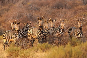 zebras, nature, animals, africa, south Africa, namibia, savannah, safari, wildlife