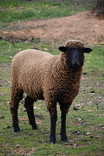 sheep, nature, lamb, animal, livestock, wool, farm, ruminant, flock