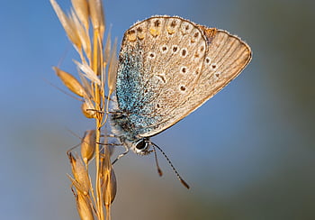 obyčejná modrá, polyommatus icarus, louka, záhon, lepidoptera, zářivé barvy, krása v přírodě, motýl - hmyz, křehkost, biologie, oranžová barva