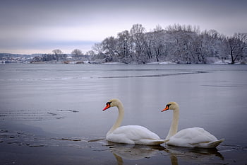 fugler, ornitologi, svaner, arter, fauna, avian, dyr, dyreliv, nebb, vinter, skog