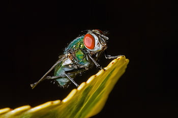 serangga, Moskow biru, terbang, makro, dekat, hewan, alam, daun, mata, hitam, ilmu serangga