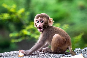 可愛い、 モンキー、 赤ちゃん、 動物、 哺乳類、 サル、 自然、 霊長類、 野生、 野生動物、 毛皮