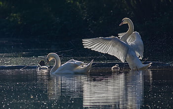 swans, birds, lake, cygnets, young Birds, water Birds, waterfowls, aquatic Birds, animals, family, bird Watching