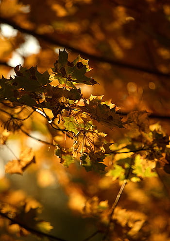 autunno, le foglie, fogliame, ramo, natura, albero, foglie d'autunno, fogliame autunnale, rametti, ramoscelli, foresta
