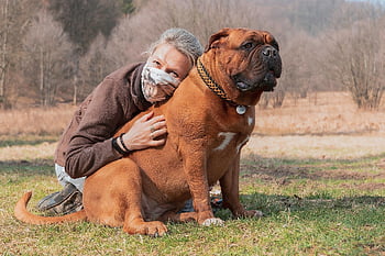 french Mastiff, dog, woman, pet Owner, dogue De Bordeaux, nature, pet, animal, domestic Dog, canine, mammal