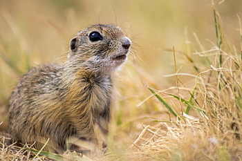 tihany, squirrel, rodent, wildlife, lake Balaton, nature, hungary, animal, wild Animal